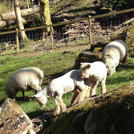 Thorney آمبيلسايد