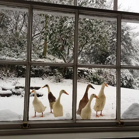 بيت ضيافة Thorney 4*