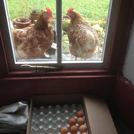 Thorney 招待所 安布尔塞德