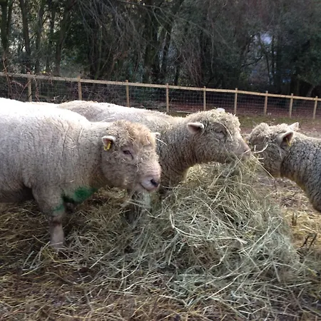 بيت ضيافة Thorney